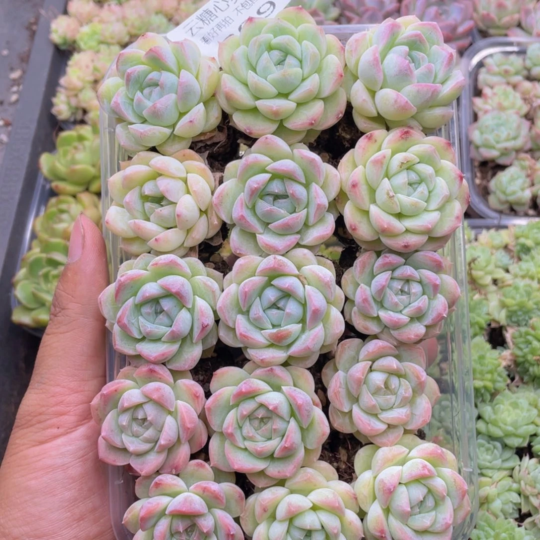 云糖心多肉植物209