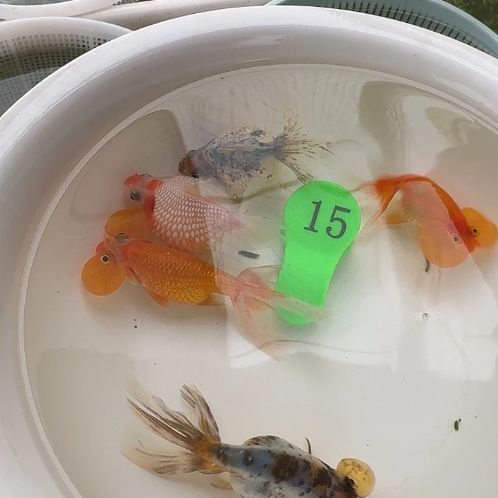 金鱼包邮包活到家