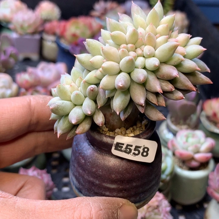 E558一物一拍连盆发