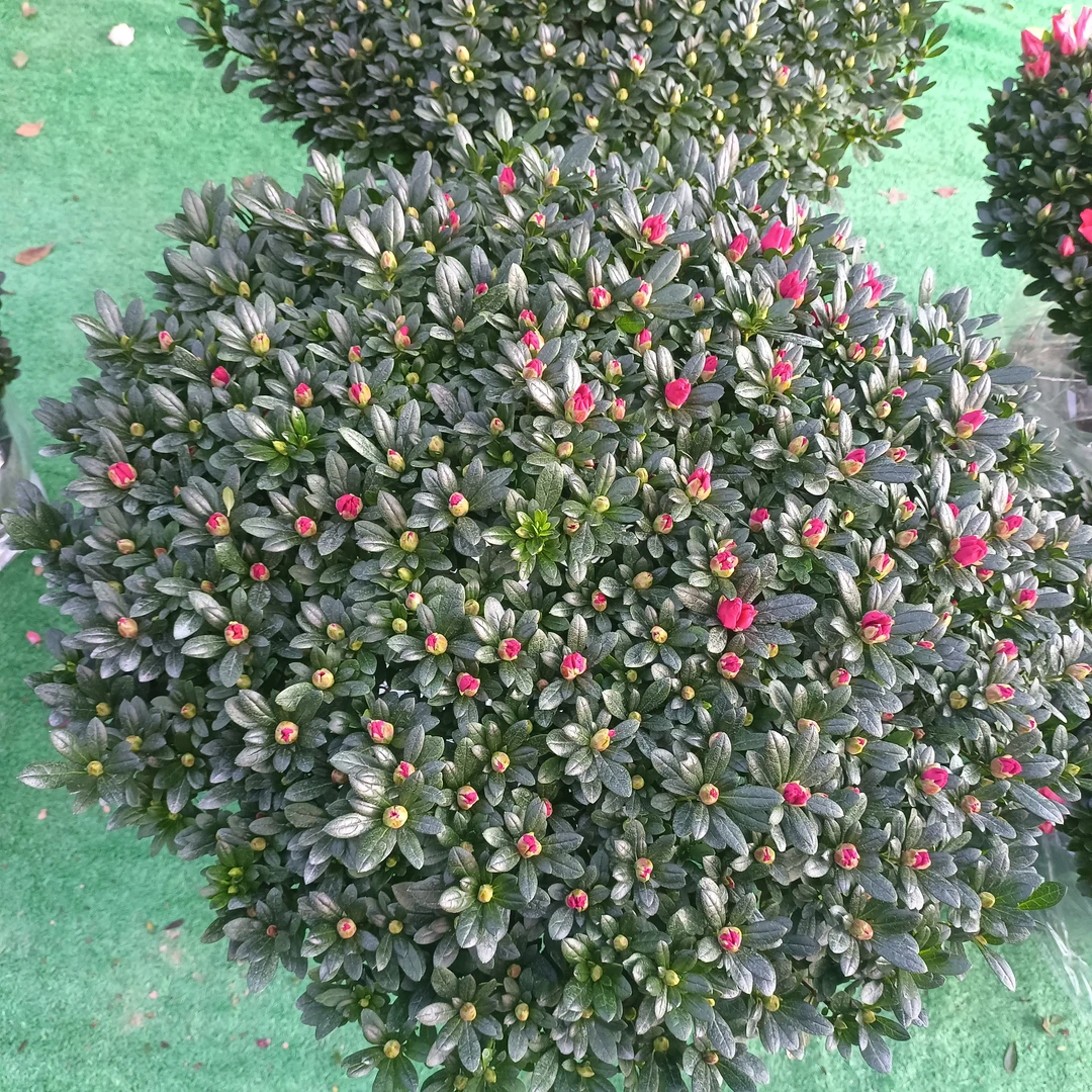 特大杜鹃花盆栽带花苞四季开花室内外好养花卉绿植