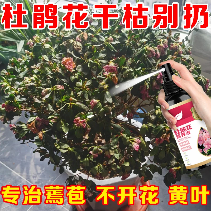 叶枯病】杜鹃花专用营养液专用肥叶子枯萎发黄掉叶掉苞不开花促花
