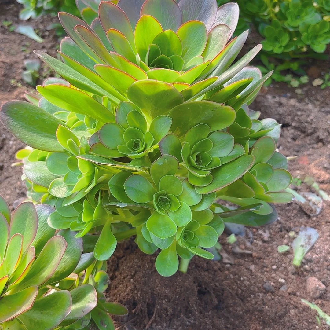 魅金手捧多肉植物