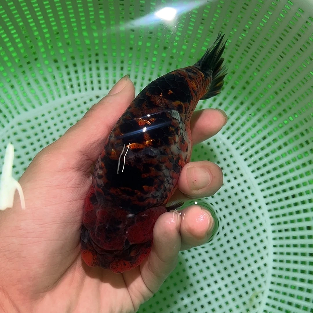 金鱼兰寿金鱼福利价格