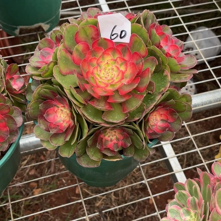 云南荔枝好看60号