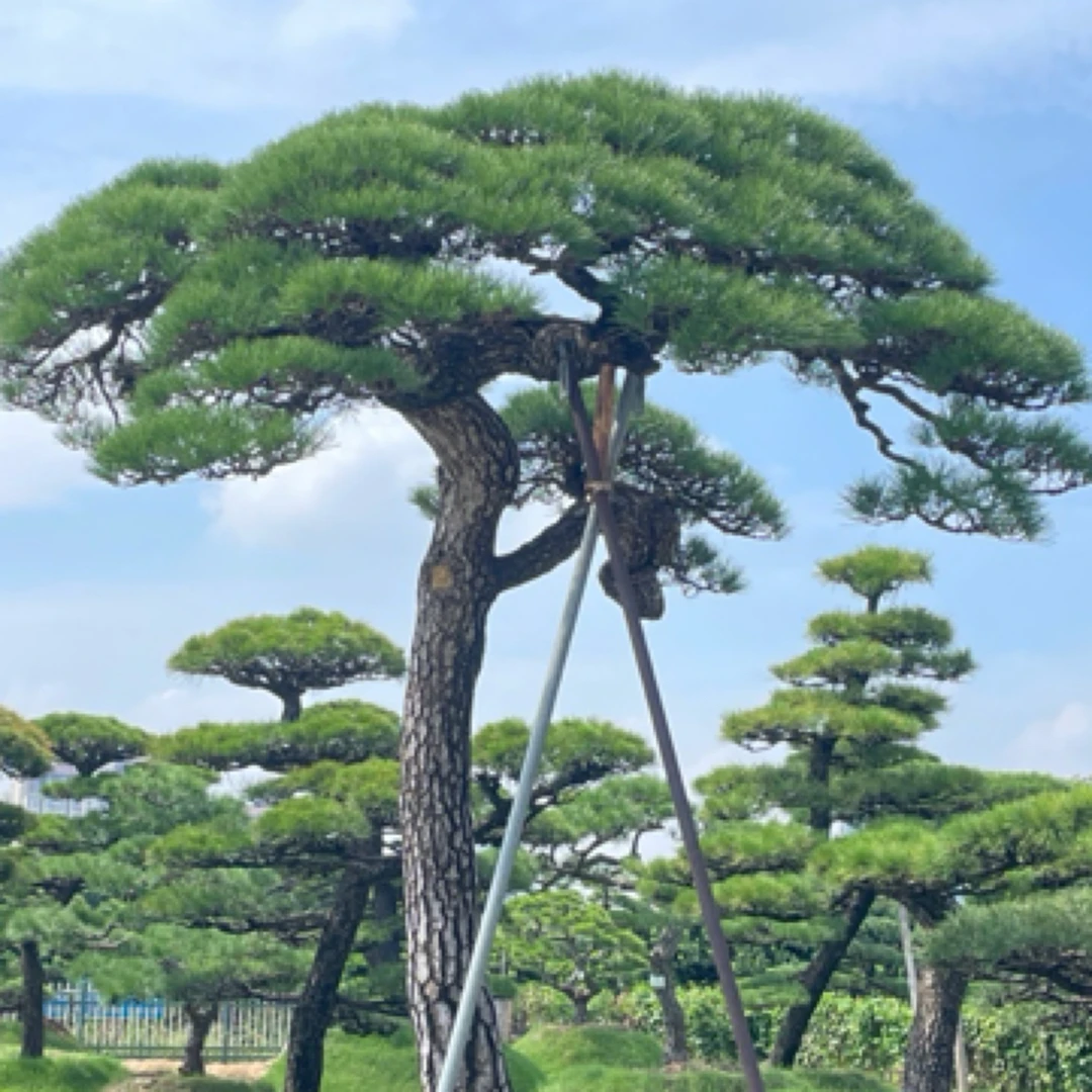 别墅庭院黑松景观树