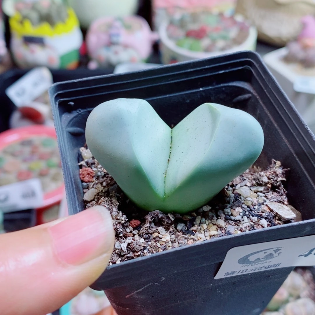 生石花花花哈哈哈哈哈哈469