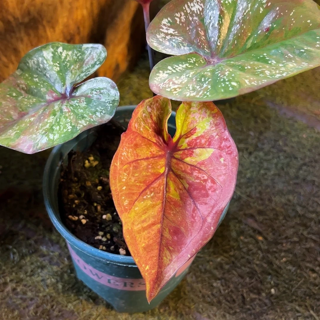 无花朵莫奈花园泰彩41