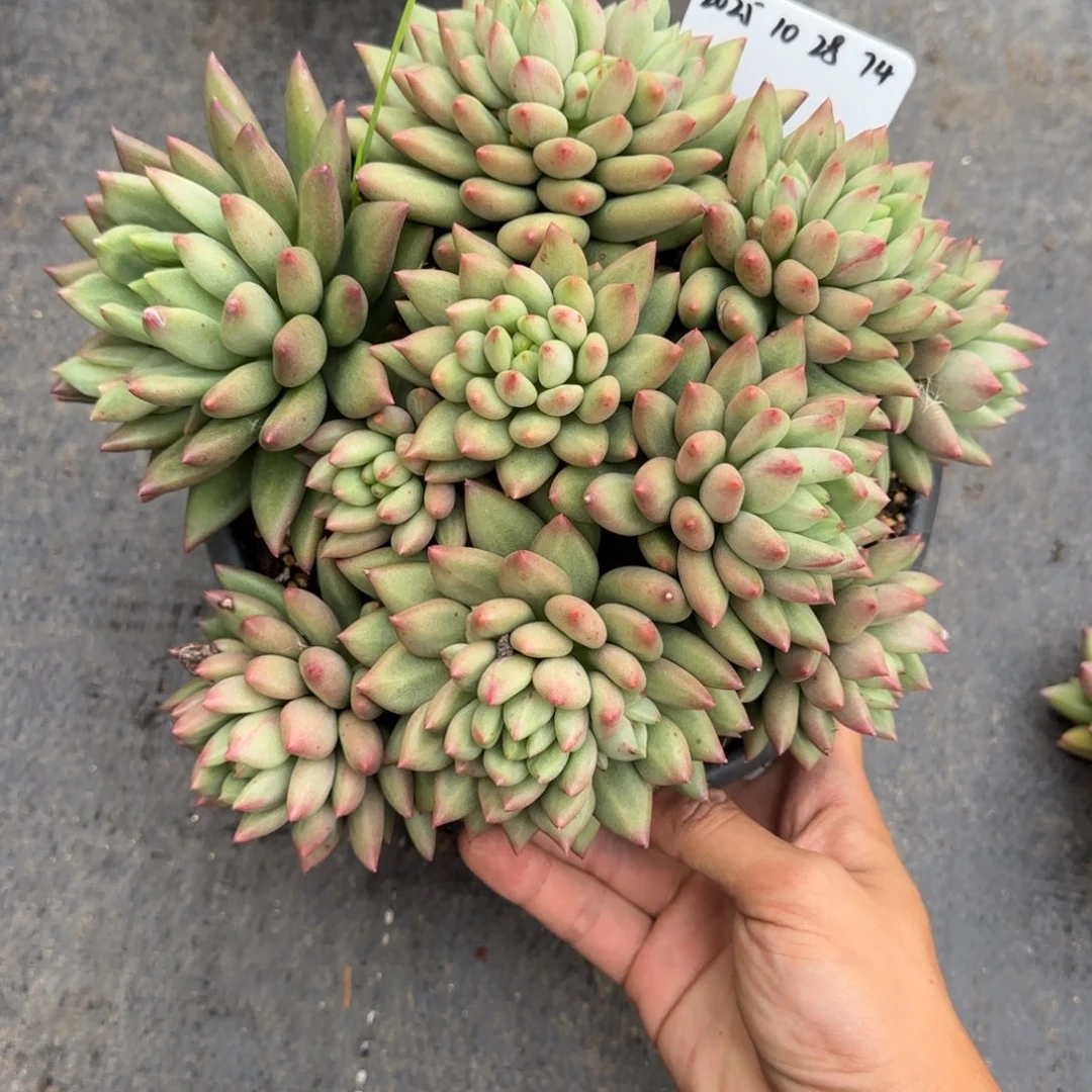 一物一拍米其林74