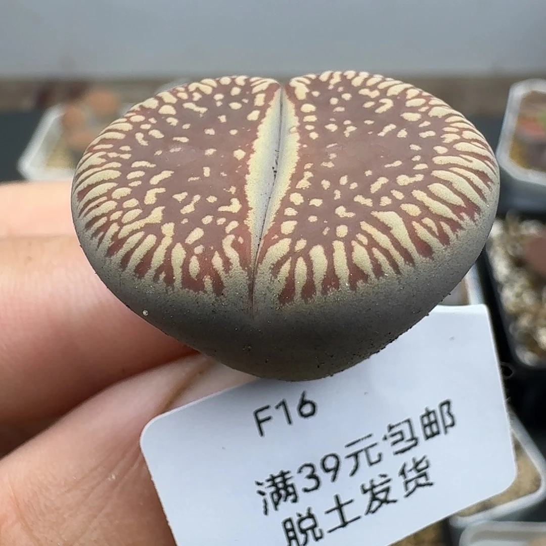 16号2.8厘米哈哈哈哈哈哈哈