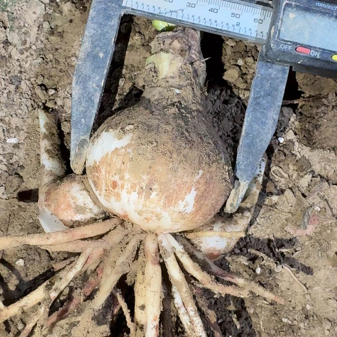 白肋热恋6厘米带2侧裸根一棵