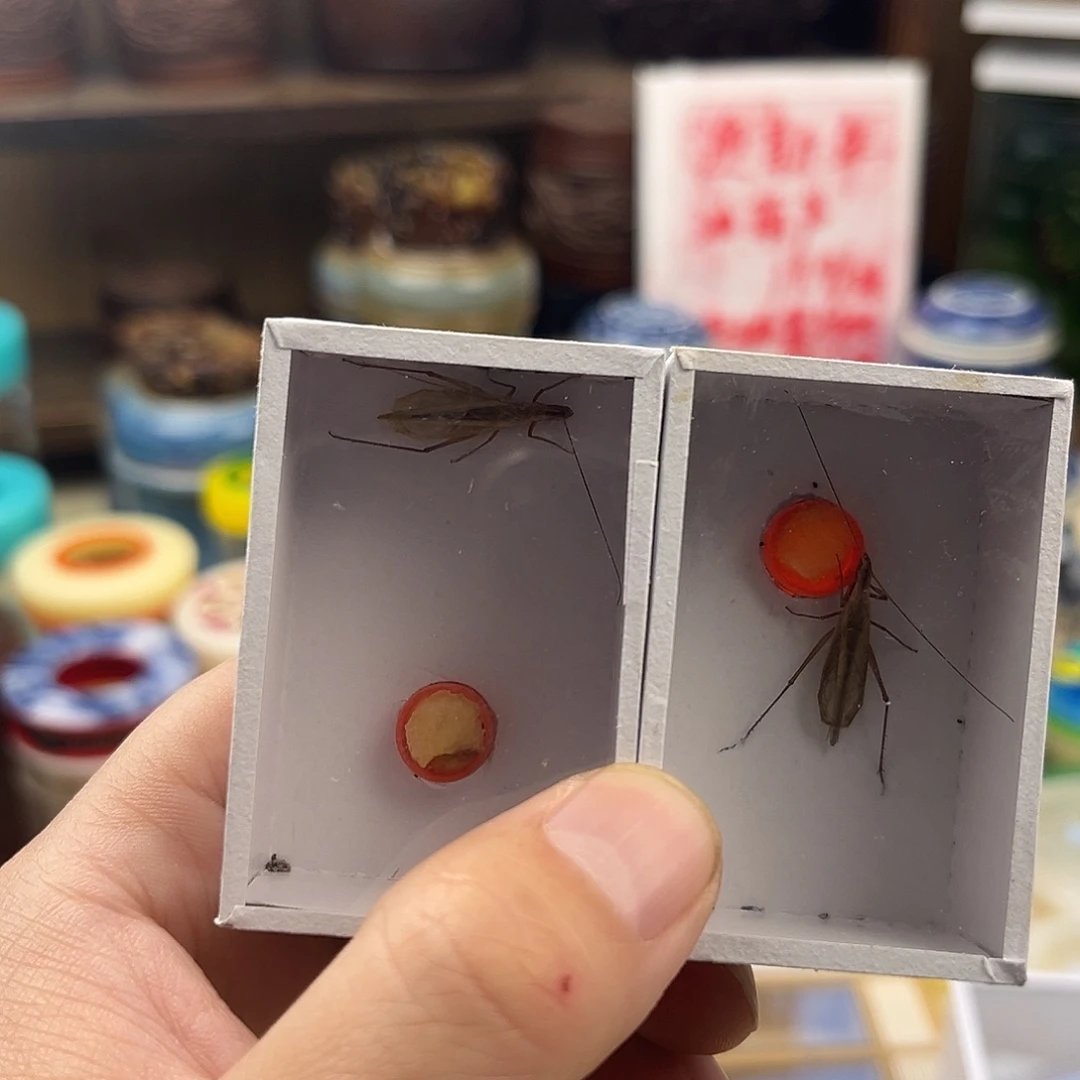 刘***门两条长须红竹拍拍拍