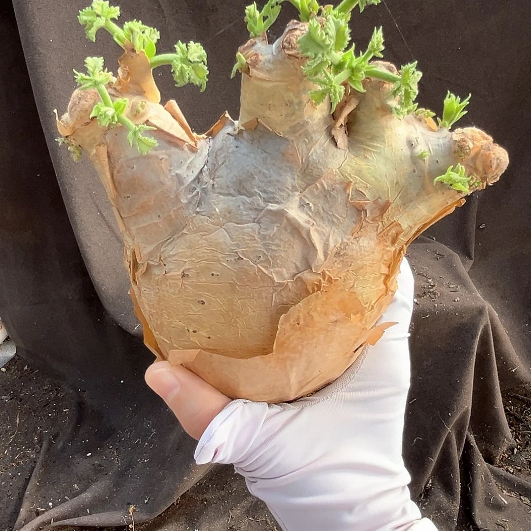 潮流植物安哥拉葡萄翁，手掌造型