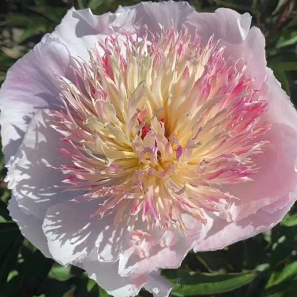 进口品种【窃窃私语】芍药花苗