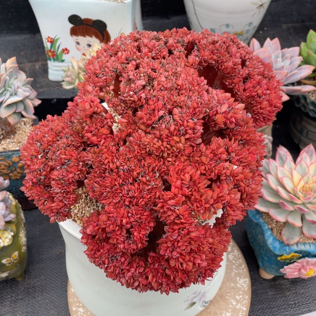 烟***灰弥鹿之森一物一拍