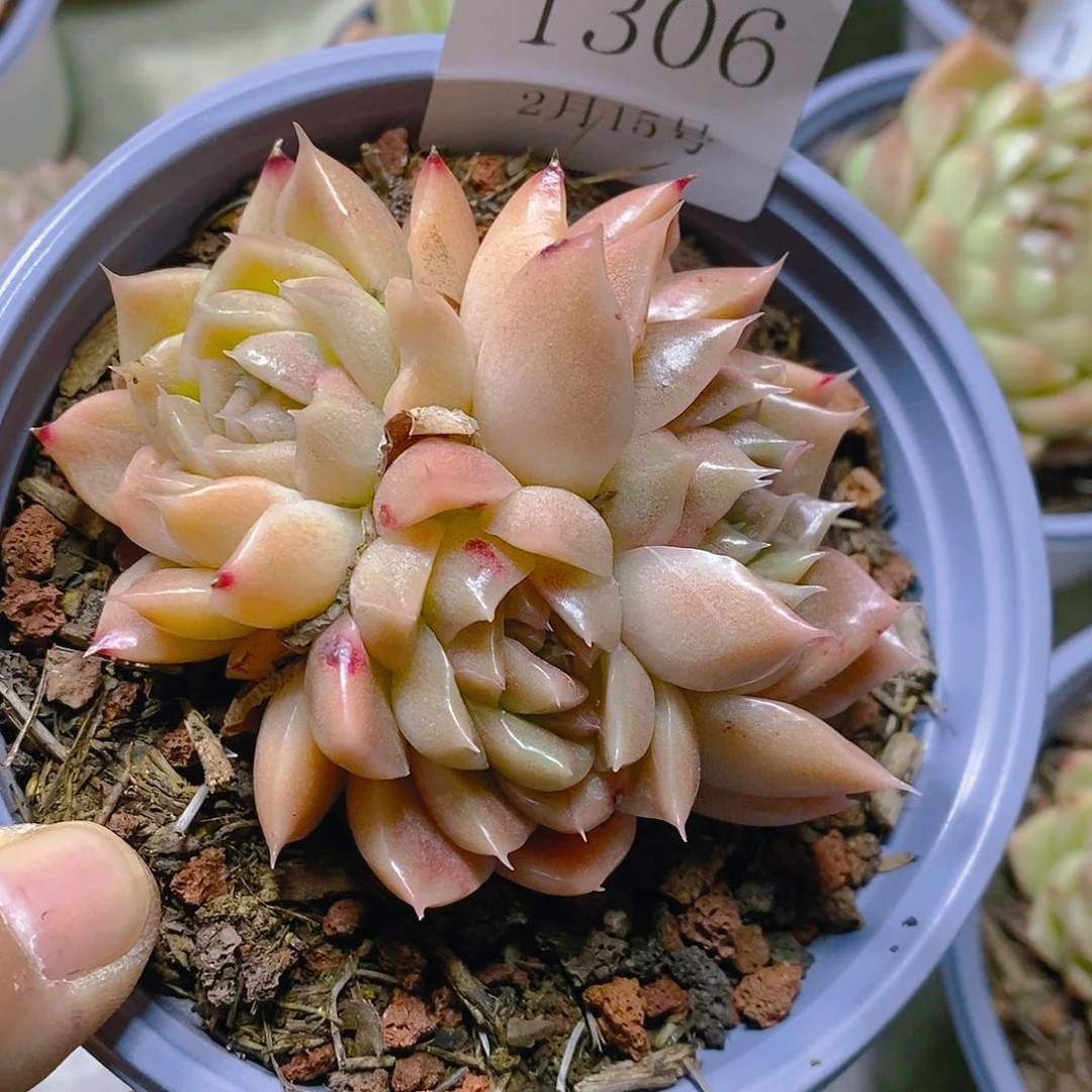 【闪购商品】云1306