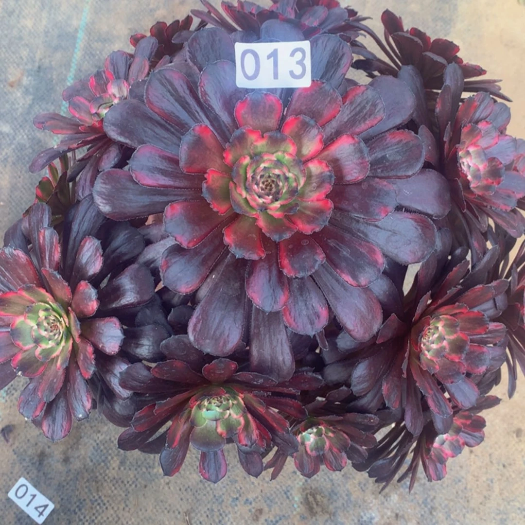 【闪购商品】13新品