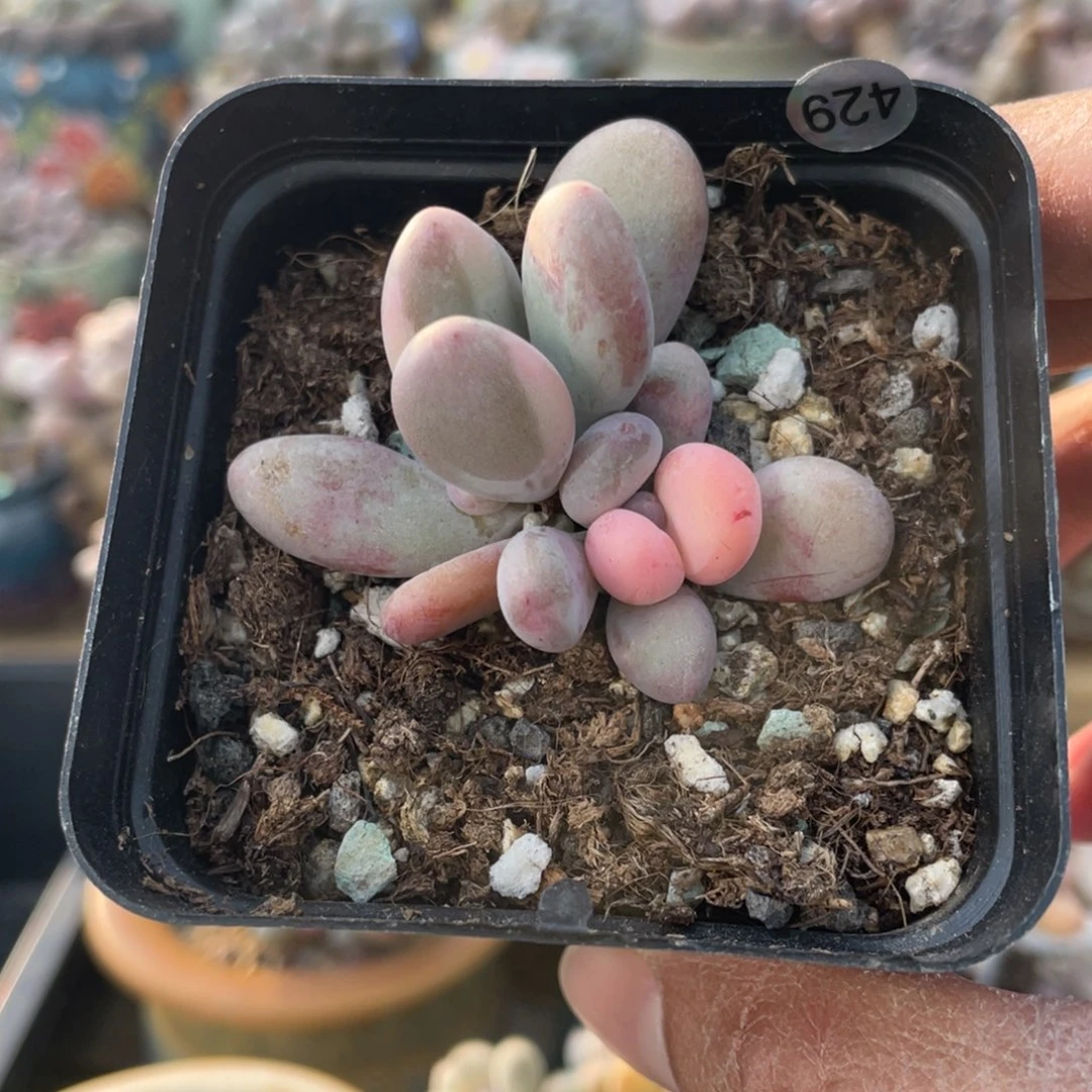 西瓜奶酪锦多肉植物