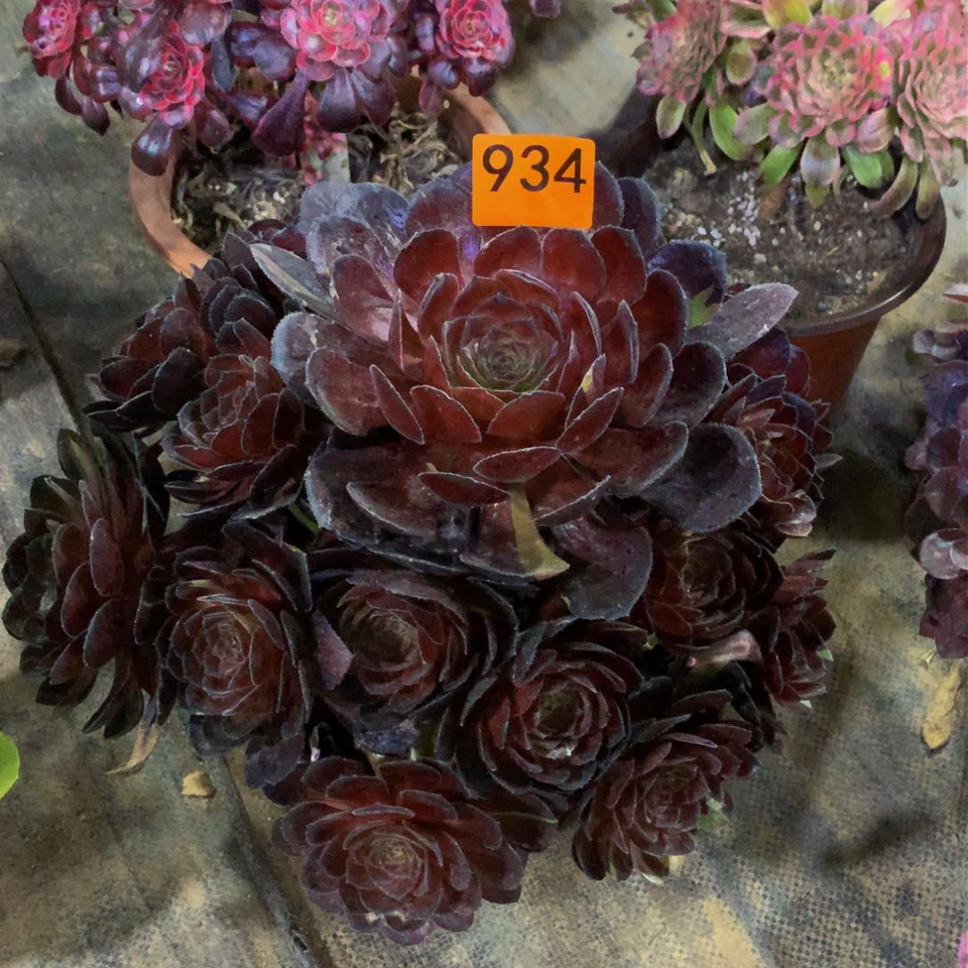 @**大多肉黑骑士嫩桩934