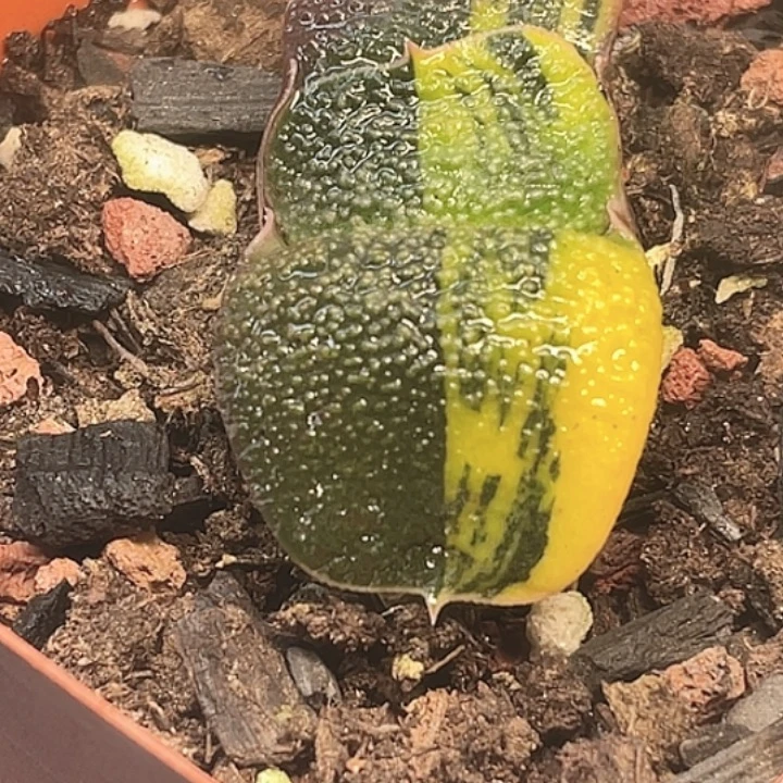 一物一拍竞拍福利拍