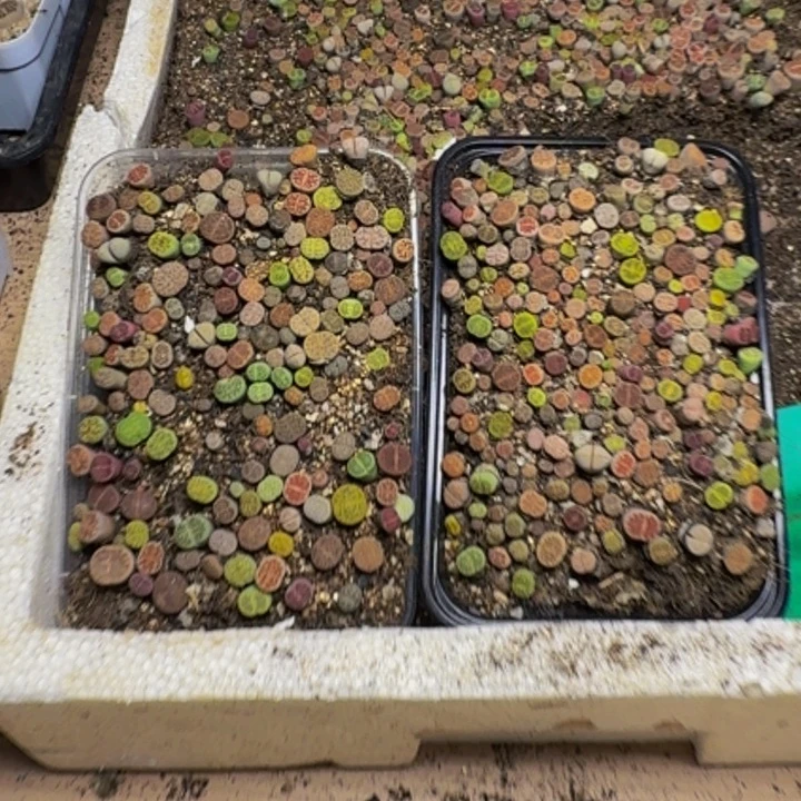 雨***绵多肉植物的生长247