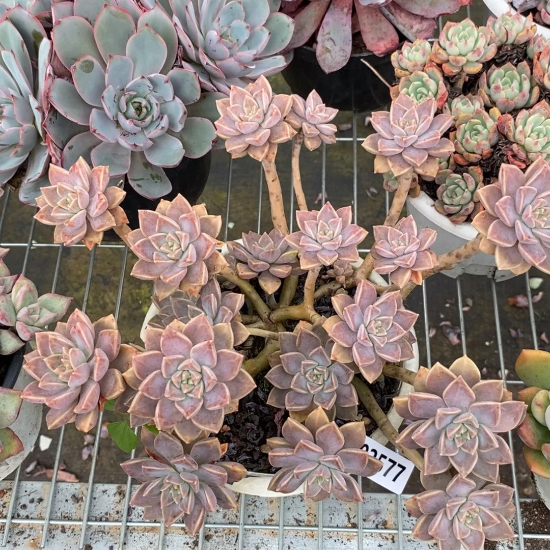 2577阿伦培一物一拍