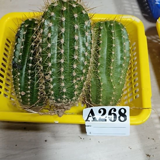 当前无花栽培后可以开花a268