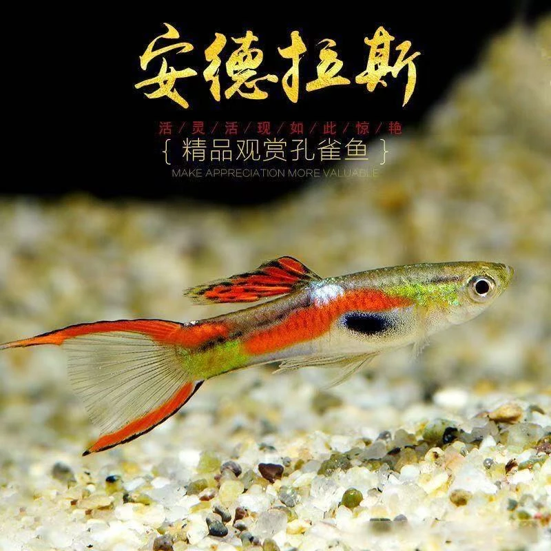 安格拉斯双剑热带观赏鱼活体易活好饲养