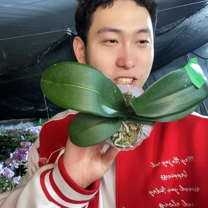 无花朵1400蝴蝶兰