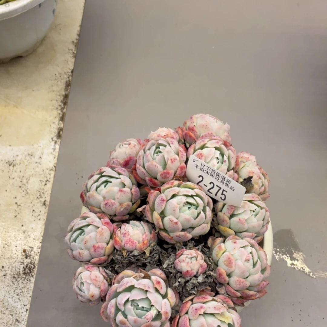 黑大帅多肉2.275贝瑞