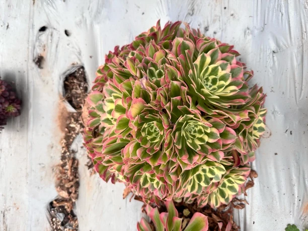 【雨花石法师 一颗包邮】阳台露台办公绿植盆栽（掐心）