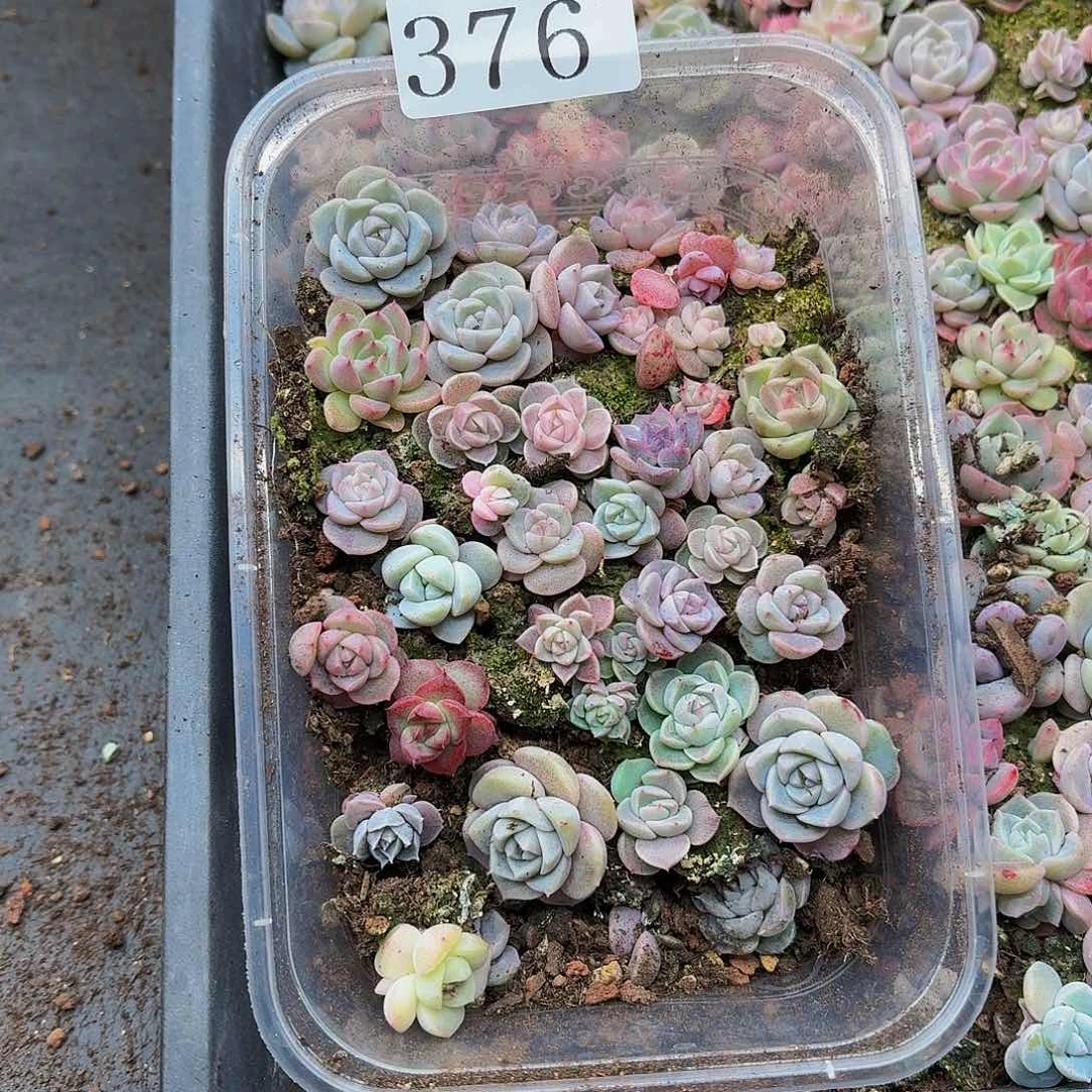 多肉植物多肉植物376