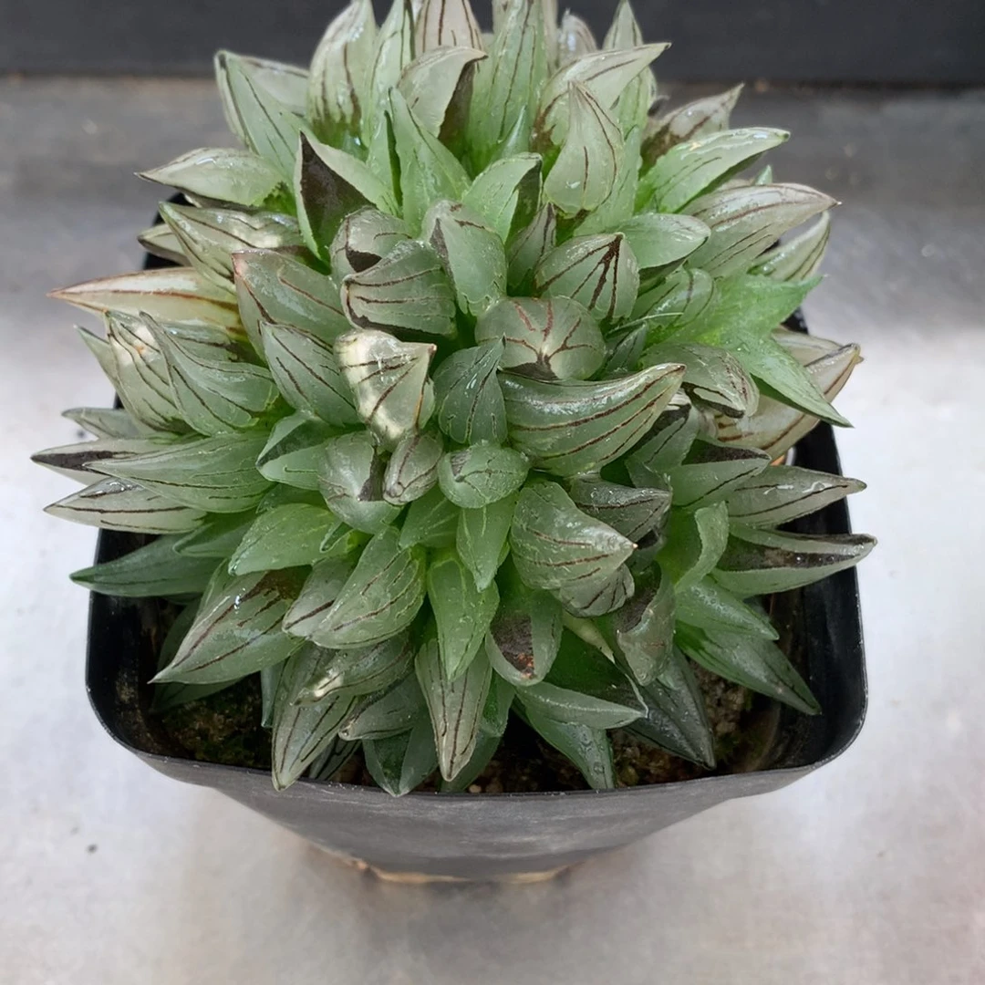 .一代西瓜寿，带盆发货