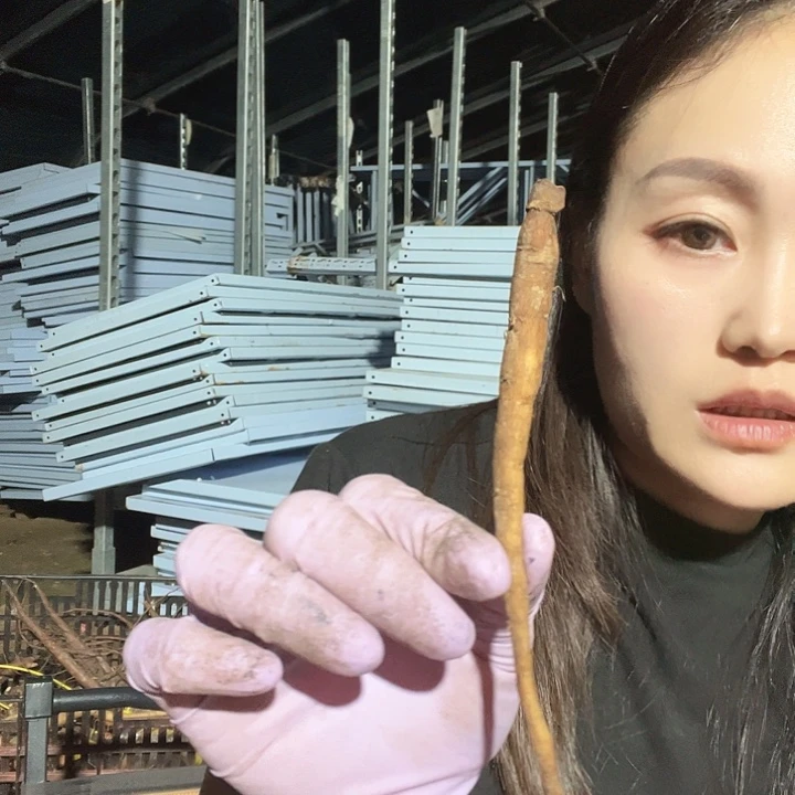 当前无花栽培后可以开花提提根