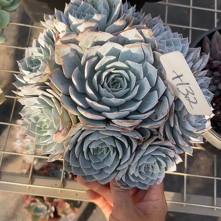 两单包邮，一物一拍132蓝石莲