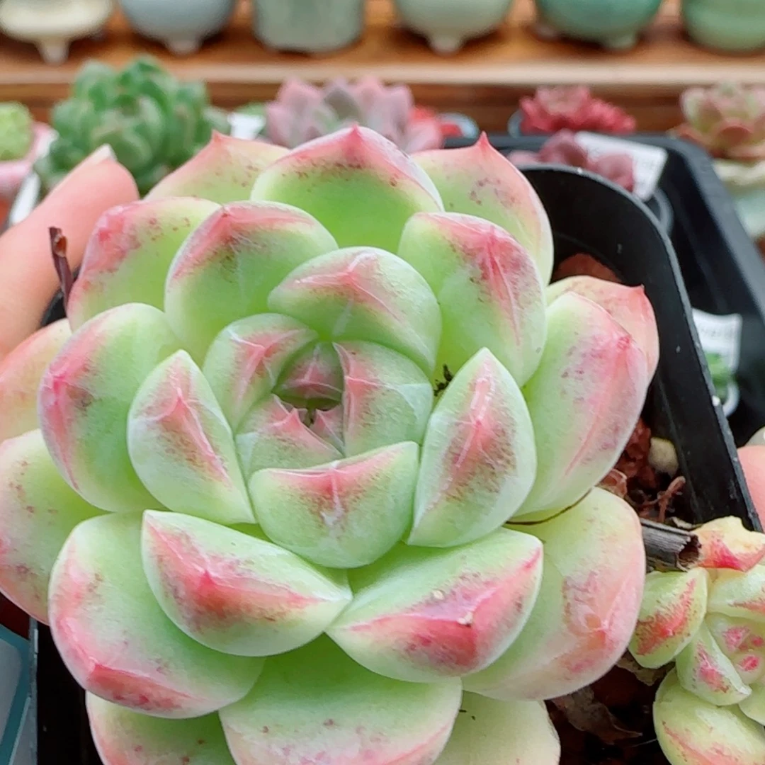 花语逸镜1013-48母本溏心