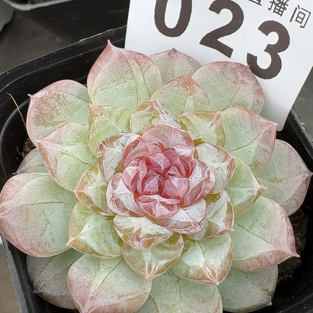 孤品         上新多肉植物