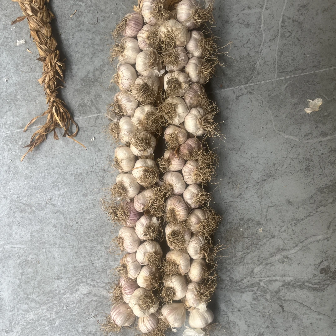 宝坻紫皮六瓣红大蒜瓣大汁多气味浓郁口感酥脆（4—8瓣）