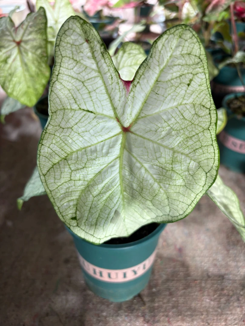 月光美人彩叶芋福利室内观叶绿植盆栽