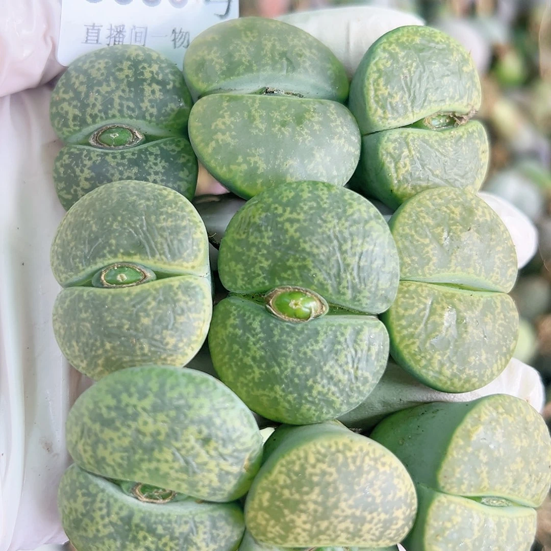 8580 好养易活生石花大母本9个