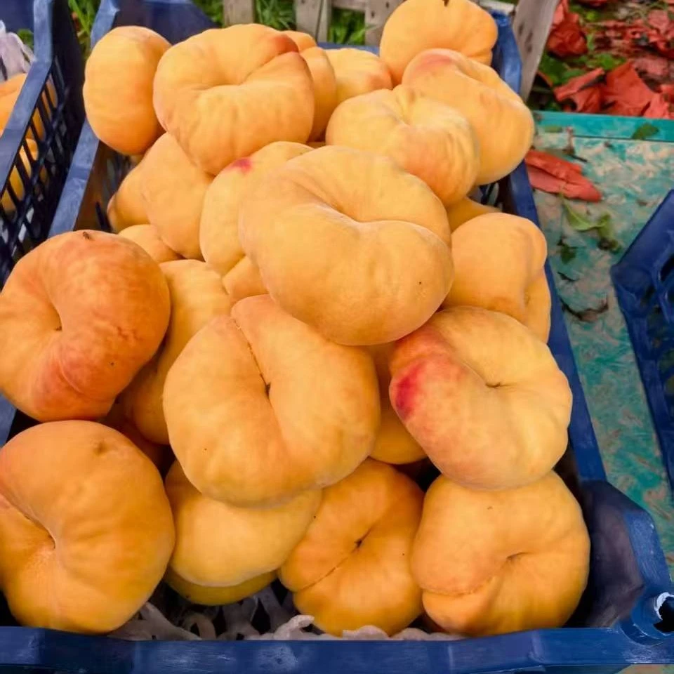 平谷大桃黄金毛盘（精品）北京市