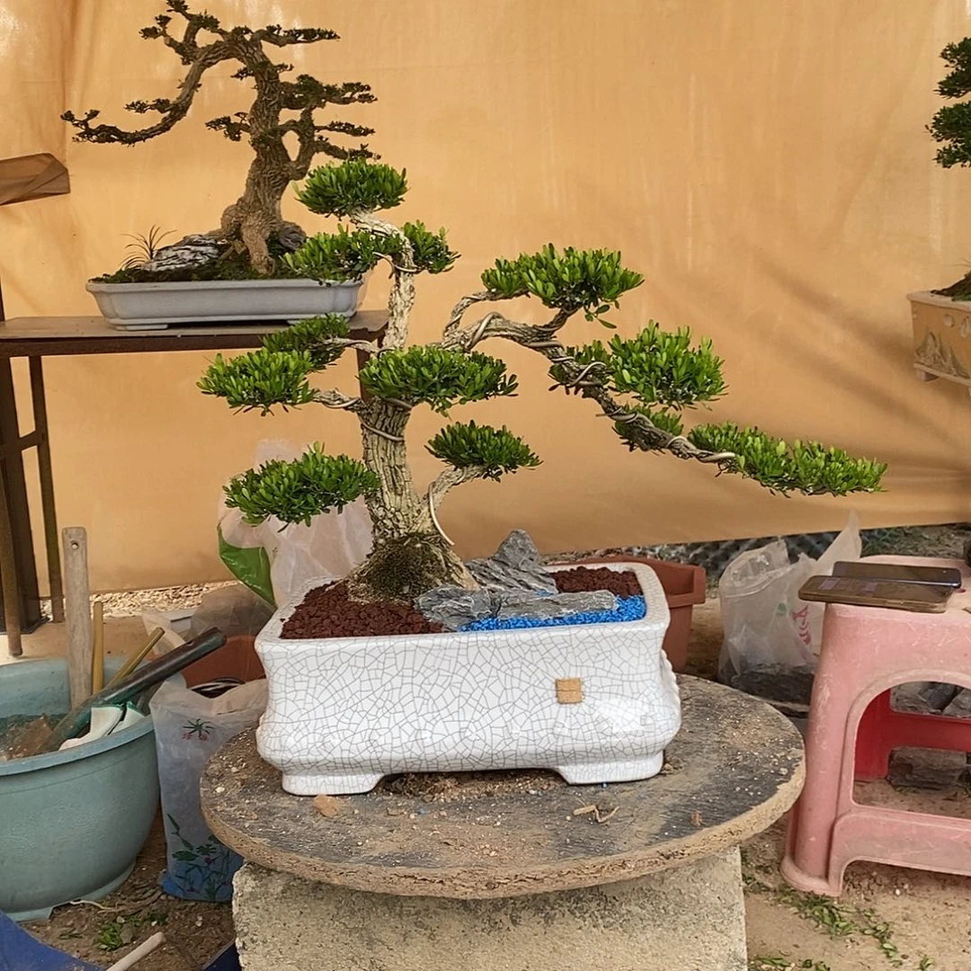 当前无花朵，栽培后可花朵