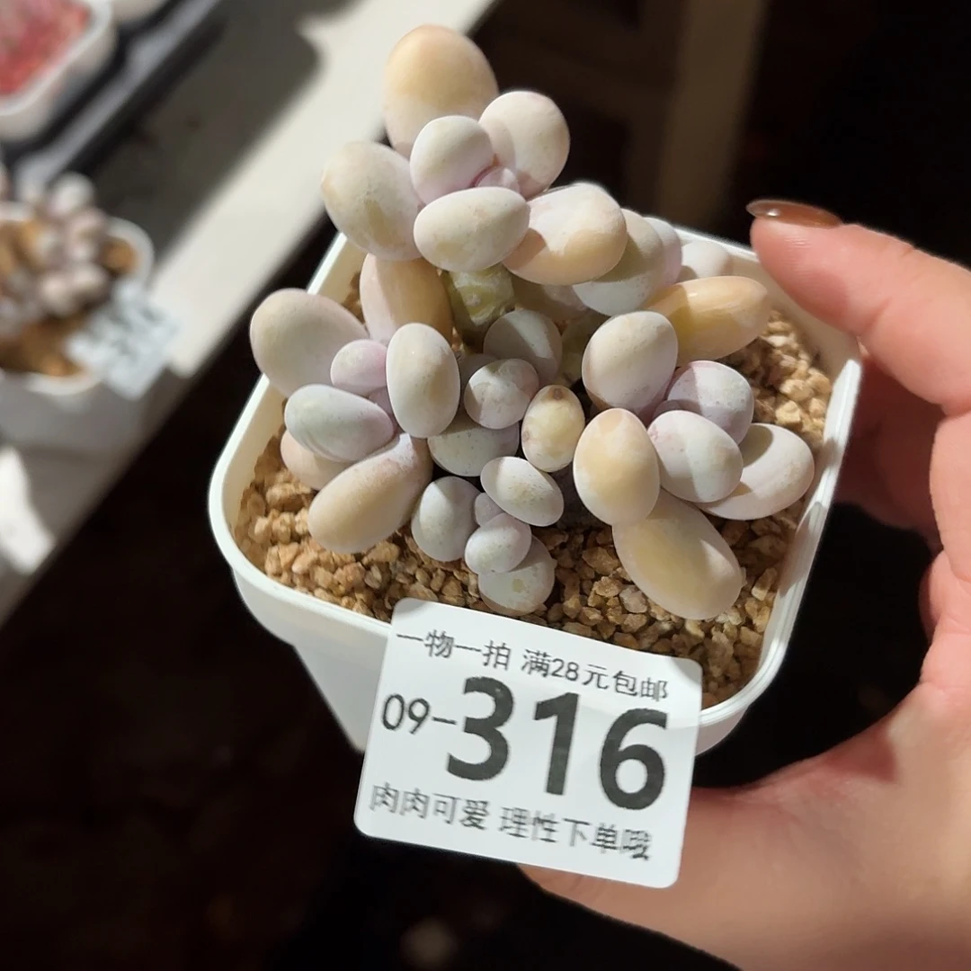 蛋黄奶多肉无盆土发货无盆土发货无