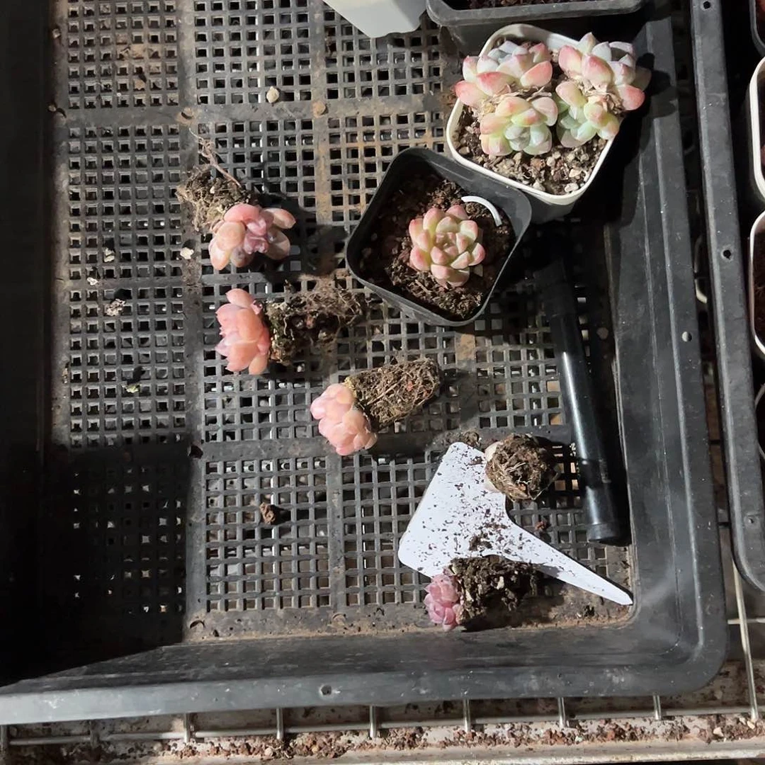 精品多肉十八包邮