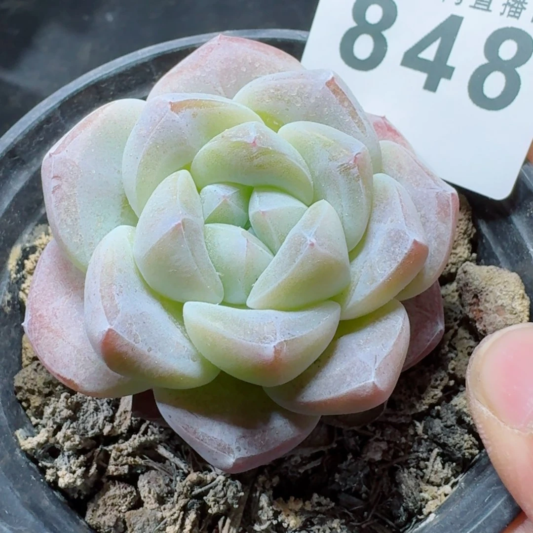 白冰      愿你一路坦途，乘风破浪展宏图