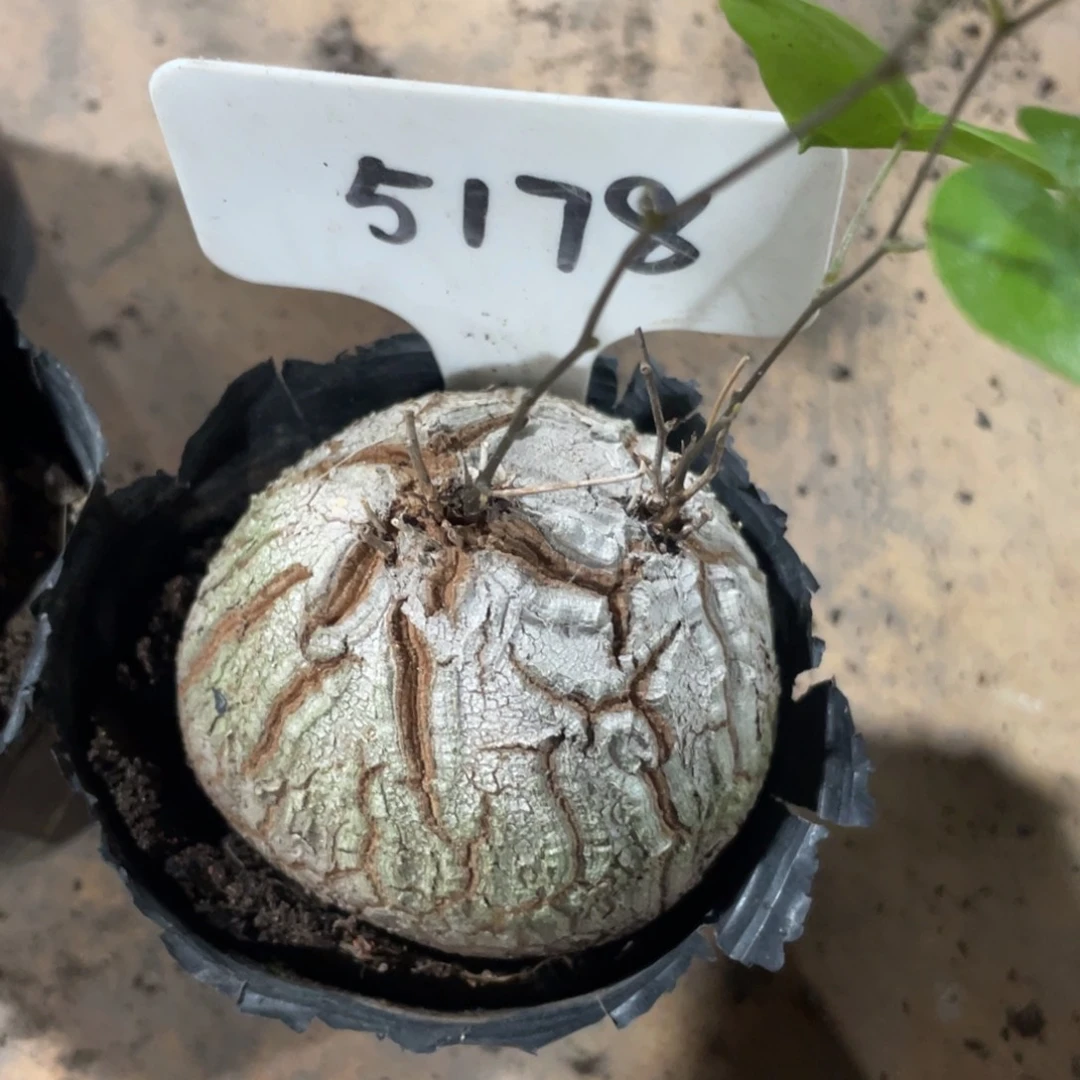 *****换盆发货，龟甲龙双芽点6公分