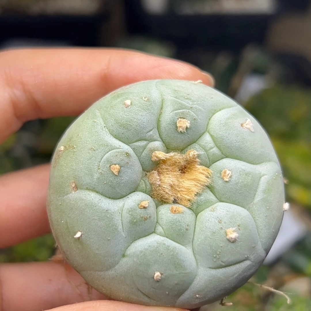 汪***国605 有根 仙人球的世界里