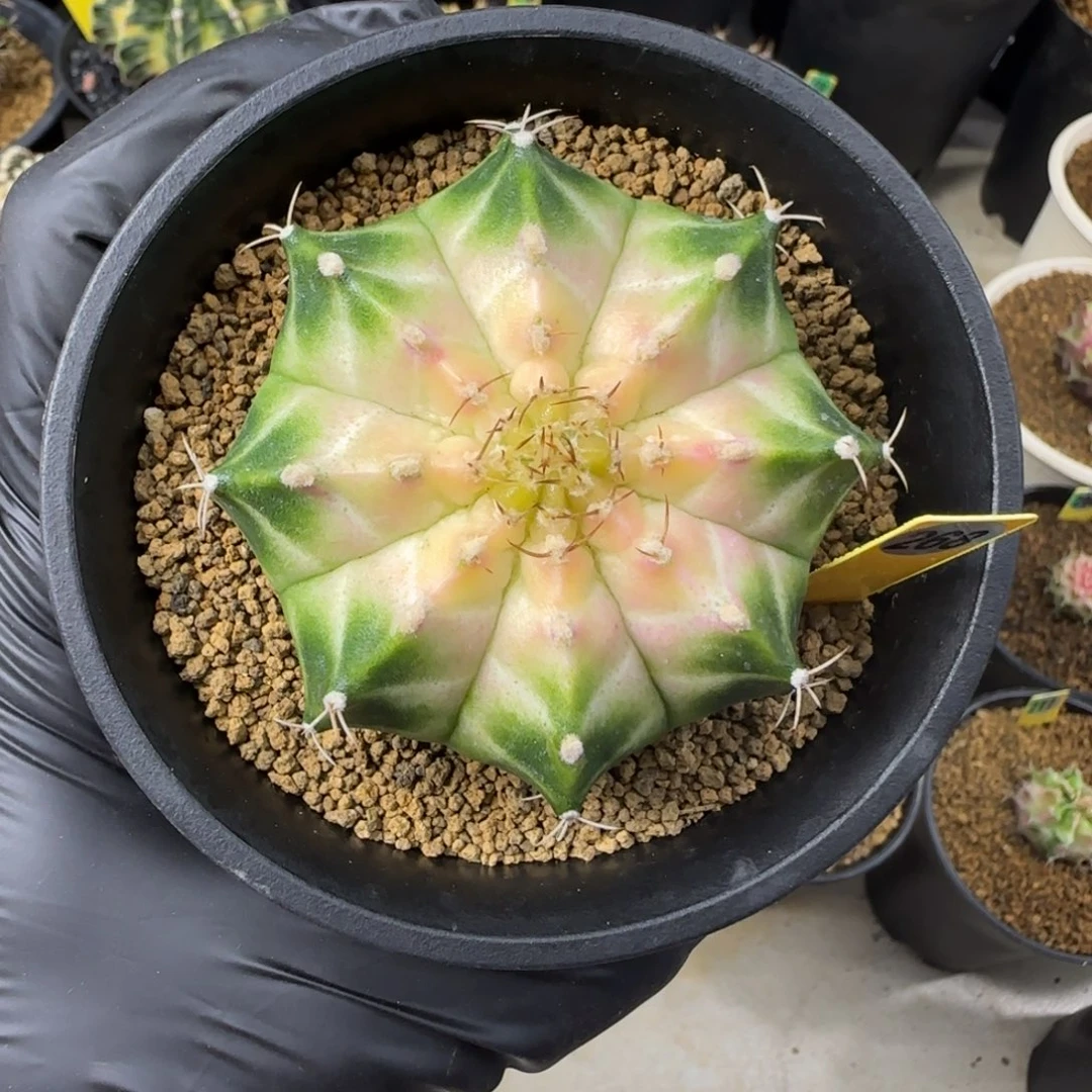 咕***嘟268号泰系实生轮回