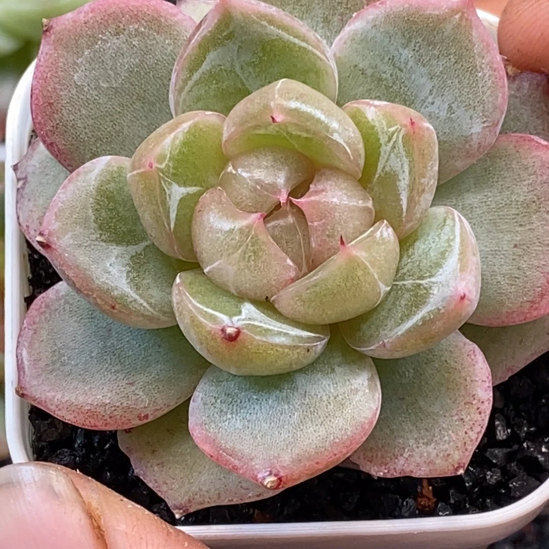 天官赐福百无禁忌
