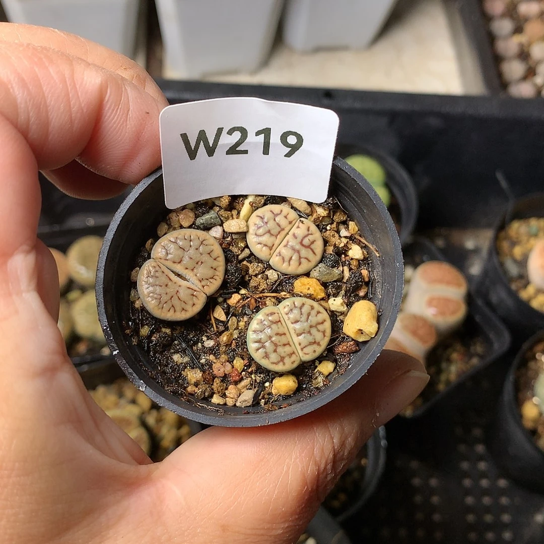 W219多肉植物保护