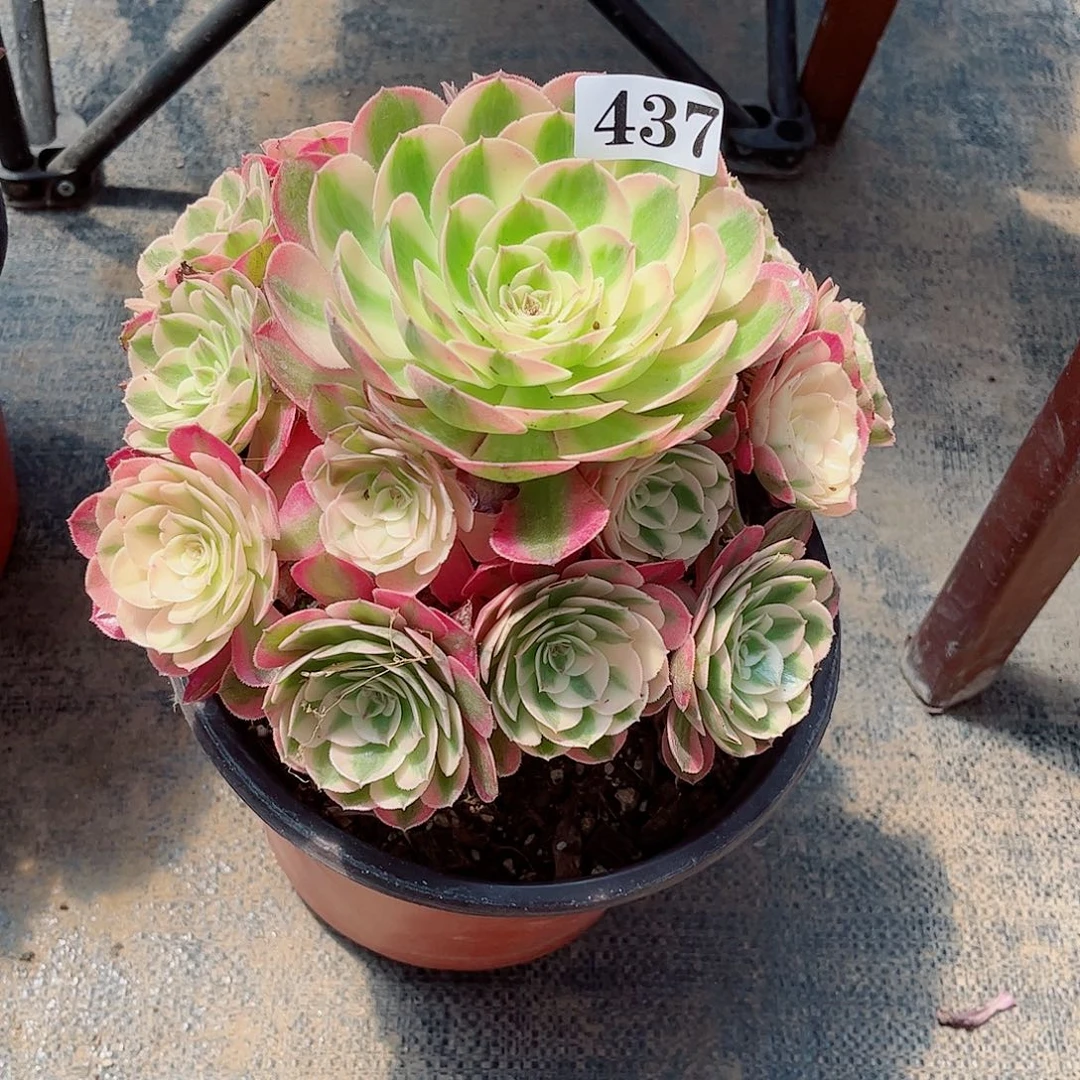 无花朵多肉植物荔枝437